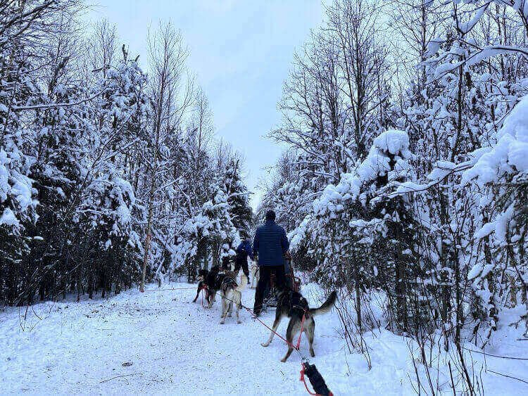 A winter landscape with tall snow-covered trees and huskies leading a sled in Rovaniemi Lapland Complete Guide